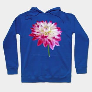 Dahlia Edged in Pink Hoodie